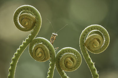 Brown mantish on fern