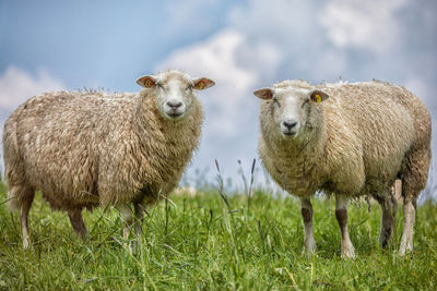 Portrait of sheep on grassy field