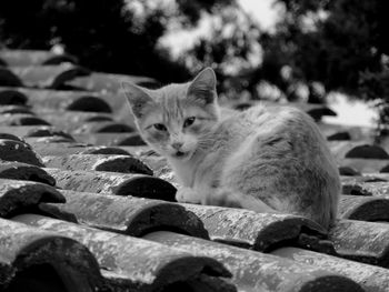 Portrait of cat sitting outdoors