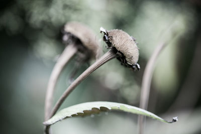 Close-up of wilted flower