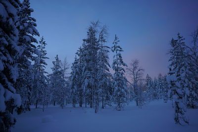 Pine trees on snow covered landscape