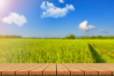 Scenic view of agricultural field against sky