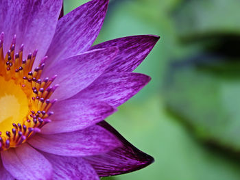 Close-up of purple flower