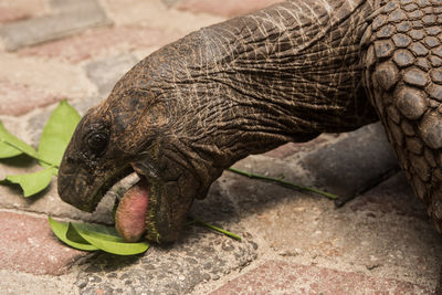 Close-up of tortoise eating leaf outdoors