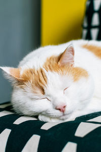 Close-up of cat lying on bed