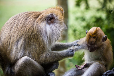 Close-up of monkeys