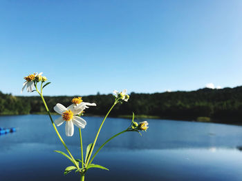 Close-up of flowering plant against blue sky