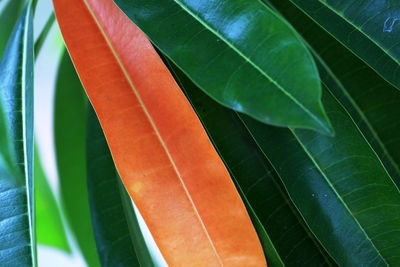 High angle view of leaves