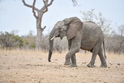 Full length of elephant on field