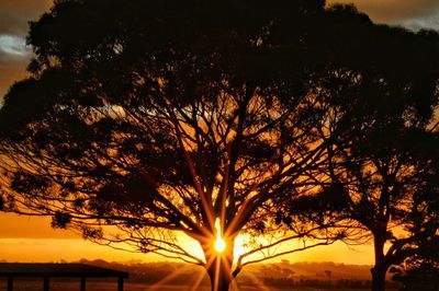 Silhouette of trees at sunset