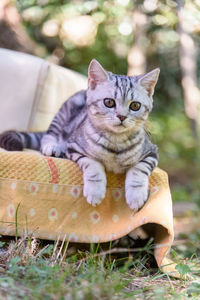 Portrait of cat sitting outdoors