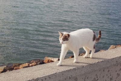 Lovely cat walking on the beach