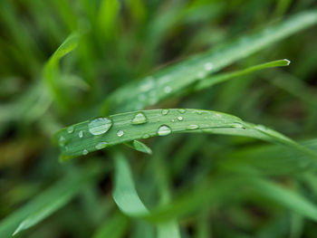 Close-up of raindrops on grass