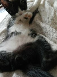 Close-up of cat lying down on bed