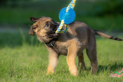 An eight weeks old german shepherd puppy playing with a toy in green grass.