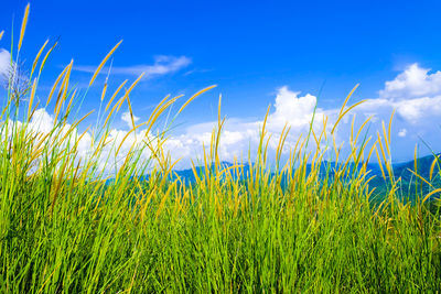 Crops growing on field against sky