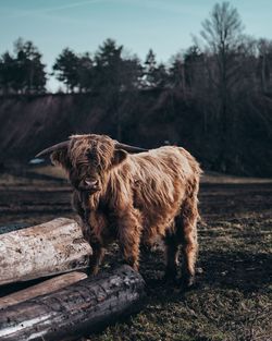 Horse in a field