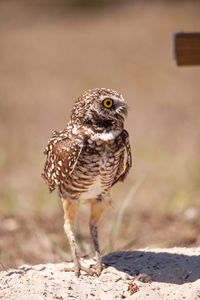 Close-up of a bird