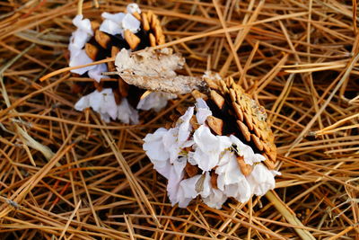 Close up of leaves