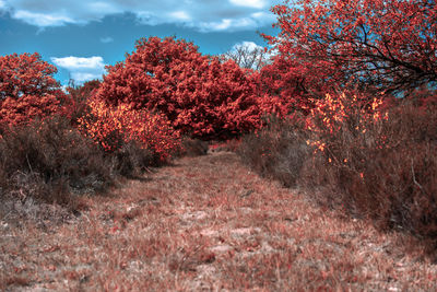 Red flowering trees on field against sky during autumn