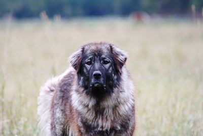 Portrait of dog on field