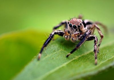 Close-up of the jumping spider on leaf