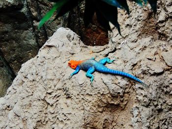 High angle view of lizard on rock