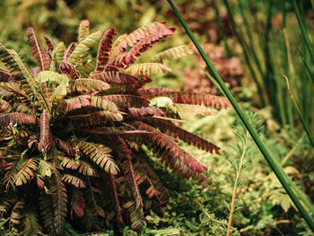 Close-up of pine tree