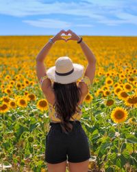 Neverending story of sunflowers 