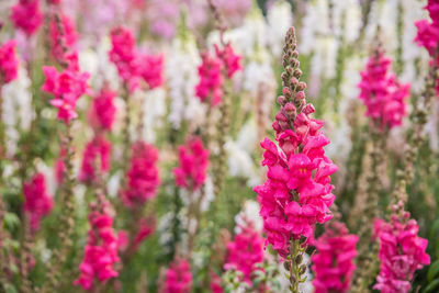 Close-up of pink flowers blooming outdoors