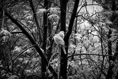 Bare trees in forest