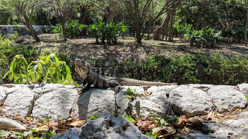 View of an animal on rock