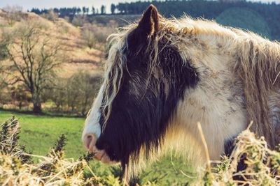 Close-up of horse on field