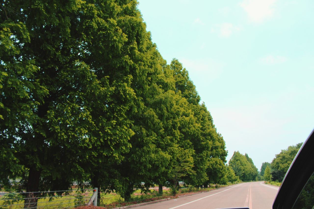 transportation, road, tree, car, mode of transport, land vehicle, the way forward, sky, vehicle interior, road marking, windshield, country road, diminishing perspective, glass - material, transparent, travel, car interior, nature, on the move, vanishing point