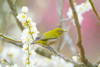 Close-up of bird perching on branch