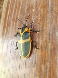 Close-up of insect on wood