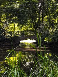 Scenic view of lake in forest