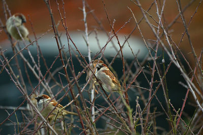 Close-up of bird perching on branch