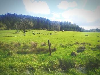 Scenic view of field against sky