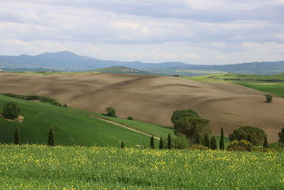 Scenic view of agricultural field against sky