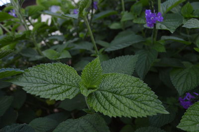 Close-up of plant