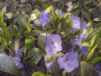 Close-up of purple flowering plants