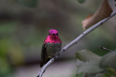 Close-up of bird perching on branch