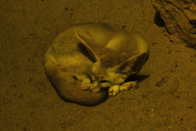 Bat-eared fox