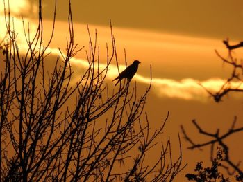 Close-up of silhouette bird perching on branch against sky