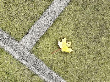 High angle view of grass