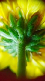 Close-up of yellow flower