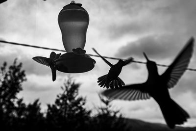 Low angle view of silhouette bird on plant against sky