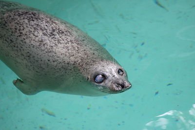 Close-up of sea lion swimming in water