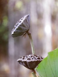 Close-up of butterfly on leaf